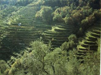 Enterrassements dans la Vallée du Gromolo Sestri Levante, photo de G. Spalla