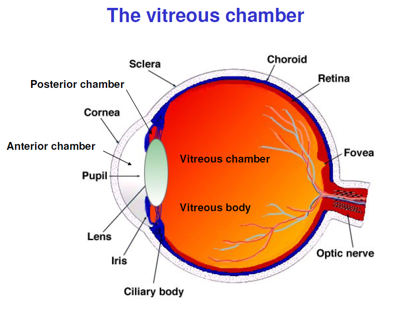 Solved Vitreous Humor Aqueous Humor Retina Lens Lens Susp Chegg Com